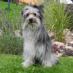 Harlekin Berger (Foto: Schumacher)