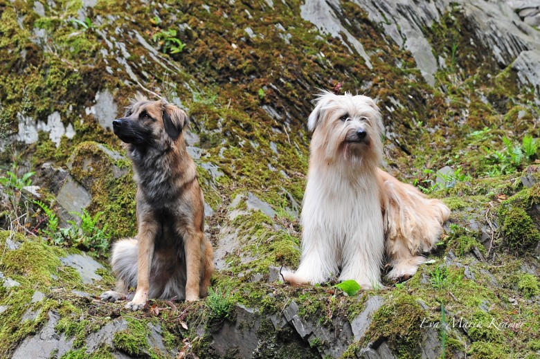 Download Berger des Pyrenees Hund Rasse Züchter Welpen Pyrenäen