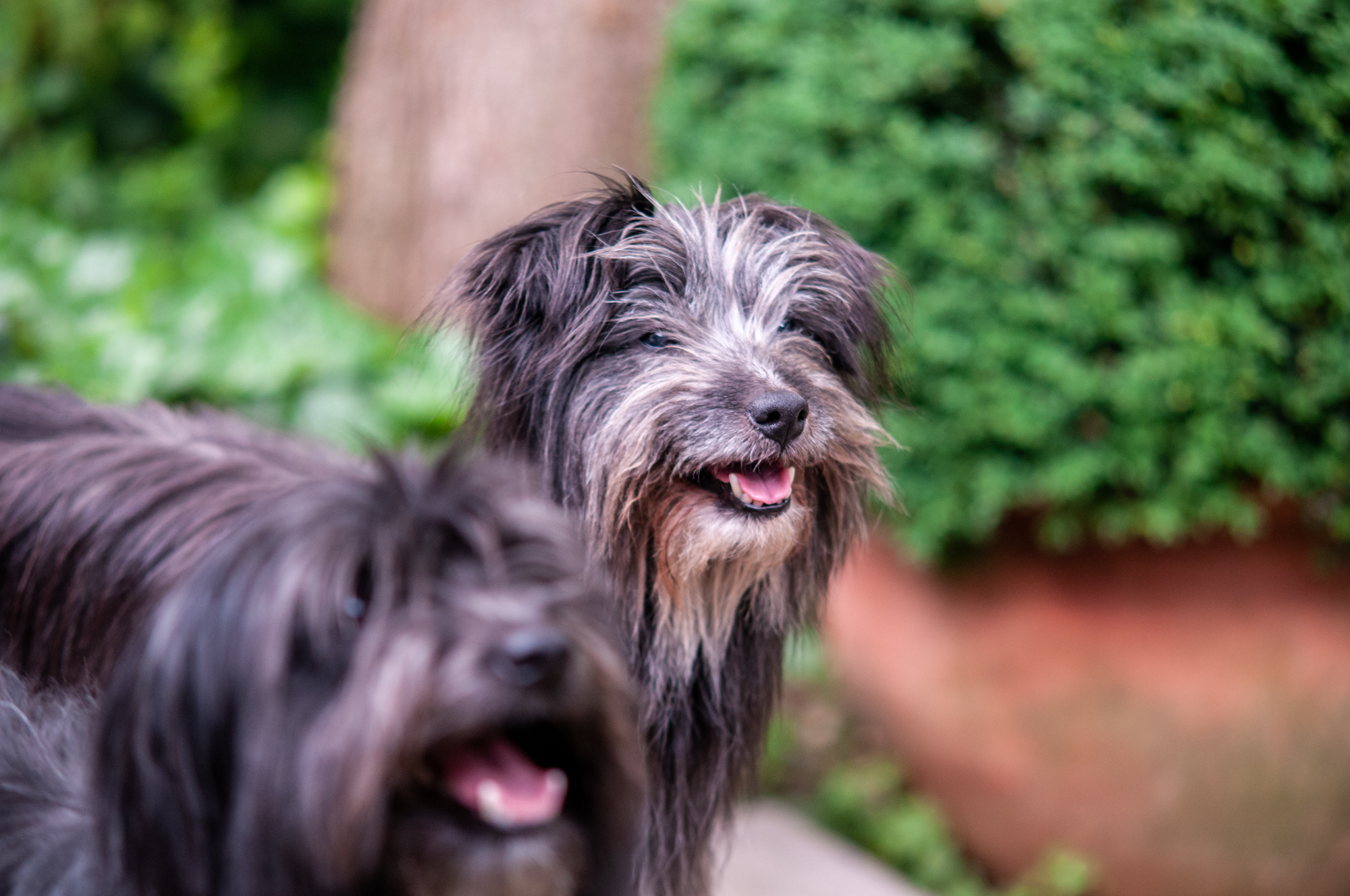 Kontakt Berger des Pyrenees Hund Rasse Züchter Welpen Pyrenäen