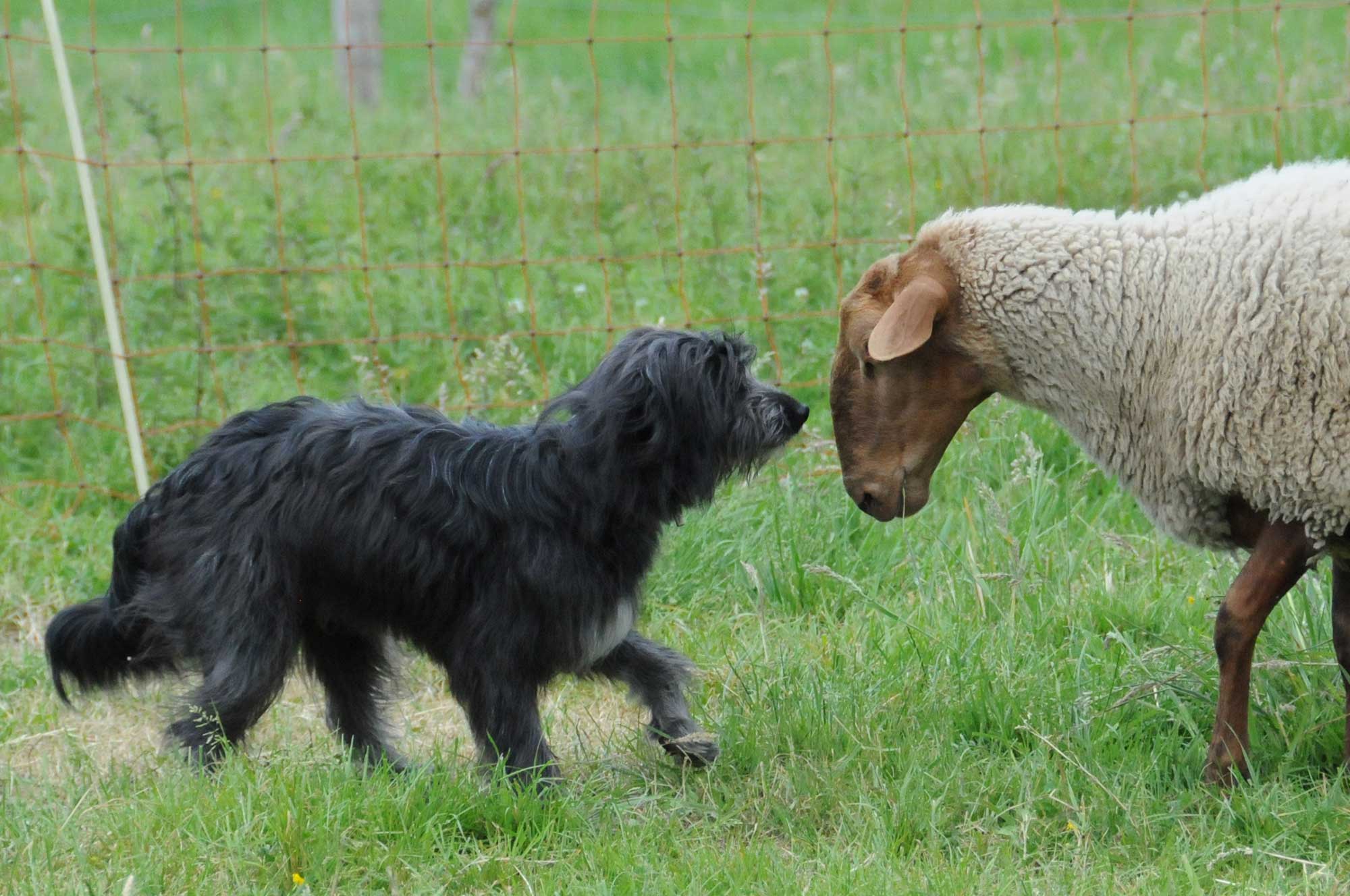 Satzung Berger des Pyrenees Hund Rasse Züchter Welpen Pyrenäen